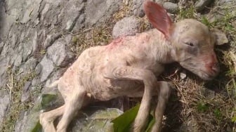 Bukan Makhluk Halus Ternyata Anjing Liar, Warga Donomulyo Panik Diteror Suara Krincing Tengah Malam