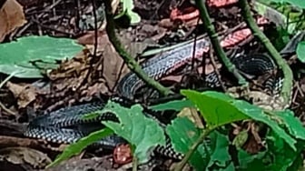 Mengenal Ular Kepala Merah, Ular Langka dan Mematikan yang Ditemukan BKSDA Sumbar di Hutan Agam