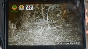 Penampakan Langka, Kelinci Belang Sumatera Terekam di Kawasan Konservasi Bukit Barisan