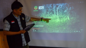 Tim Riset Keanekaragaman Hayati Sumatera dari Universitas Negeri Padang (UNP), Sandi Fransisco Pratama menunjukan rekaman kamera jebak kelinci belang Sumatera (Nesogalus netscheri) di Tanah Datar, Sumatera Barat, Jumat (11/7/2025). [ANTARA FOTO/Iggoy el Fitra/sgd]