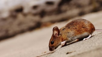 Kasus Leptospirosis Mengintai Jogja, Pemilik Hewan Peliharaan hingga Pemancing Diharap Waspada