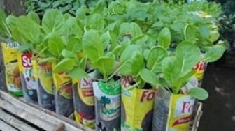 Jalan Menuju Mandiri Pangan: Kaltim Kebut Produksi Beras