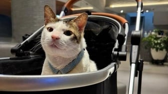 Viral Bobby Kertanegara Kucing Prabowo Dikawal Polisi Tuai Pro Kontra