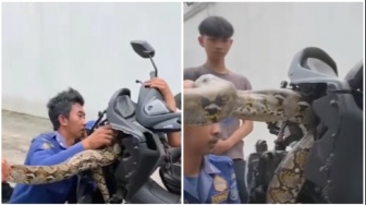 Detik-detik Damkar Taklukkan Piton Raksasa yang 'Menginap' di Dalam Motor Matic