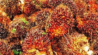 TBS Sawit Merosot, Petani di Kaltim Kembali Diuji