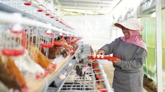 Bantu Ekonomi dan Pangan, PNM Bagikan 240 Ekor Ayam