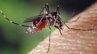 Waspada DBD! Bontang Utara Catat 45 Kasus dalam 6 Bulan
