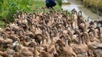 Viral Bocah Diduga Curi Bebek Nangis Ketakutan Diikat Warga: Jangan Pak!