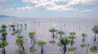PP 27/2025 Dorong Investasi Hijau, Mangrove Jadi Pilar Ekonomi Berkelanjutan