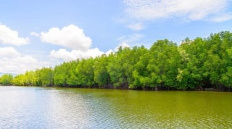 Mangrove Indonesia Garda Terdepan Mitigasi Iklim dan Potensi Karbon Biru