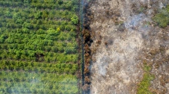 Foto udara kondisi kebakaran hutan dan lahan (karhutla) di lahan gambut Desa Gambut Jaya, Muaro Jambi, Jambi, Kamis (24/7/2025). [ANTARA FOTO/Wahdi Septiawan/bar]