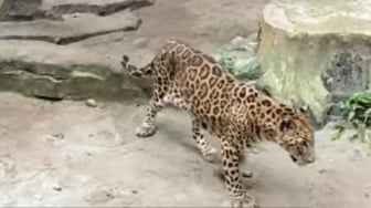 Viral Jaguar di Ragunan Terlihat Lemas, Manajemen: Tidak Semua yang Kurus Berarti Sakit