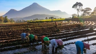 BRI Perkuat UMKM Lewat Penyaluran KUR Rp83,88 Triliun