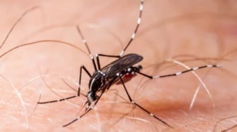 Chikungunya Mengintai: WHO Desak Tindakan Darurat Global