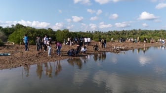 Sambut 3 Momen Besar, Pemkab Sabu Raijua dan GEF SGP Indonesia Tanam 1.000 Mangrove