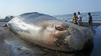 Paus Sperma Sepanjang 20 Meter Terdampar di Situbondo