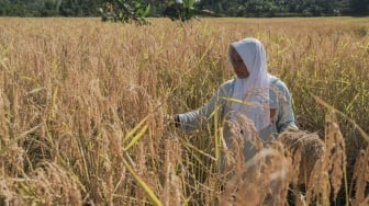 Pelestari Tunggu Tubang, Penjaga Adat dan Harapan Pangan Berkelanjutan di Sumatera Selatan