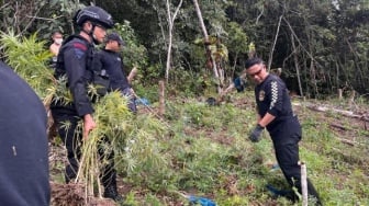 Ladang Ganja 2 Hektare di Mandailing Natal Dimusnahkan
