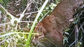 Begini Penampakan Kucing Emas yang Masuk Perangkap Warga Pasaman