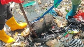 Darurat Sampah! Bangkai Babi dan Limbah Medis Terjaring di Pintu Air Kleco