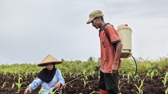 Mengelola Lahan Gambut Tanpa Membakar: Cara Baru Petani Malikian Cegah Kebakaran