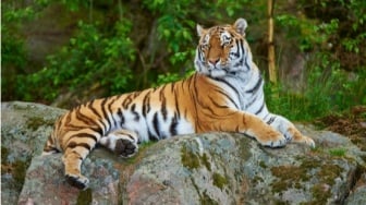 Menyelamatkan Harimau: Ketika Konservasi Satwa Liar Menjadi Solusi Iklim