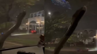 Viral Ular Besar Tiba-tiba Merayap di Kaca Mobil Saat Melaju, Pengendara Panik