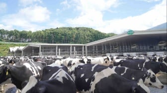 Dari Limbah Jadi Energi: Peternakan di Blitar Ubah Kotoran Sapi Jadi Biogas