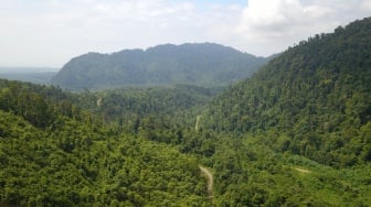 Ekspansi Tambang Nikel Ancam Nilai Ekonomi Hutan Morowali yang Capai Rp 2,81 Triliun per Tahun