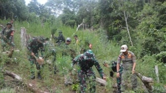 3 Hektare Ladang Ganja Ditemukan di Madina, Ditanami 30 Ribu Batang