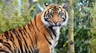Jangan Sampai Punah: Harimau Sumatra dan Urgensi Hidup Berdampingan