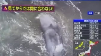 Gelombang Maut dari Rusia, Bagaimana Tsunami Jepang Menjerat Paus Raksasa di Pantai?