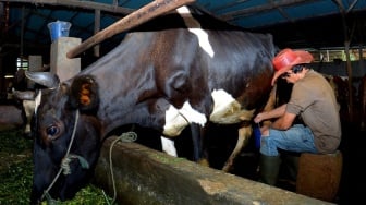 Dara Farm: Tanpa KUR BRI, Saya Mungkin Tidak Bisa Memulai Usaha