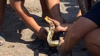 Geger, Ular Besar Nyangkut di Selokan Casa Grande, Evakuasi Dramatis Libatkan Warga