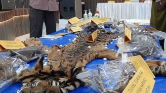 5 Terdakwa Penjual Kulit Harimau Dituntut 22 Tahun Penjara