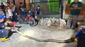 Ular Sanca 3,5 Meter Resahkan Warga Perumahan di Lampung Selatan, Proses Evakuasi Sampai 1 Jam