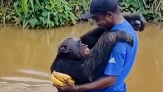 Pelukan Simpanse Viral Itu Bukan untuk Pisang tapi untuk 'Ayah' yang Menyelamatkannya