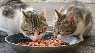 7 Rekomendasi Makanan Kucing untuk Mengatasi Bulu Rontok