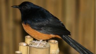 Rekomendasi Pakan Alami Burung Murai untuk Kicau Nyaring dan Bebas Stres
