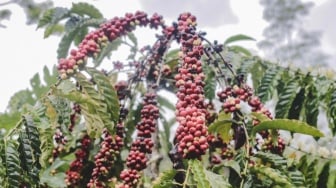 Bukan Sekadar Jargon, Ini Bukti Nyata Jember Surga Kopi Indonesia
