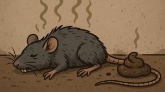 Bagaimana Cara Menghilangkan Bau Bangkai Tikus yang Menyengat di Rumah?