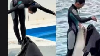 Fakta Viral Pelatih Lumba-lumba Jessica Radcliffe Tewas Ditelan Ikan Paus, Benarkah?