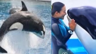 Video Detik-detik Pelatih Jessica Radcliffe Tewas Dimakan Paus Orca Viral, Hoaks Canggih Buatan AI