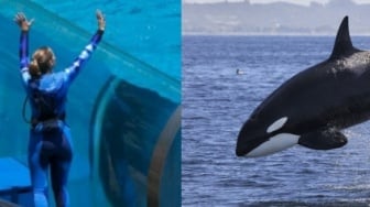 Kenapa Orang Percaya Pelatih Lumba-lumba Jessica Radcliffe Tewas Dimakan Paus Orca? Ini Penyebabnya