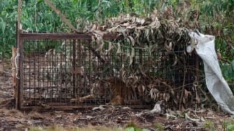 Harimau Masuk Perangkap, Diduga Tewaskan Pekerja Akasia di Pelalawan