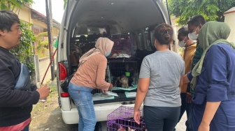Solo Bikin Heboh! Puluhan Kucing Terlantar hingga Mati Disimpan di Freezer