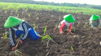 Pertamina Bina UMKM DDistillers, Ubah Lahan Kritis Jadi Lapangan Kerja bagi Ribuan Warga Desa