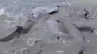 Viral 8 Ekor Lumba-lumba Terdampar di Perairan Asahan, Apa Sebabnya?