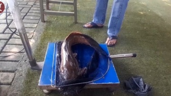 Wow! Lele Raksasa Jadi Rebutan di Lomba HUT RI ke-80 Kota Tangerang