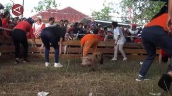 Lomba Tangkap Babi Buta ala Warga Dayak Palangka Raya yang Bikin Ngakak!